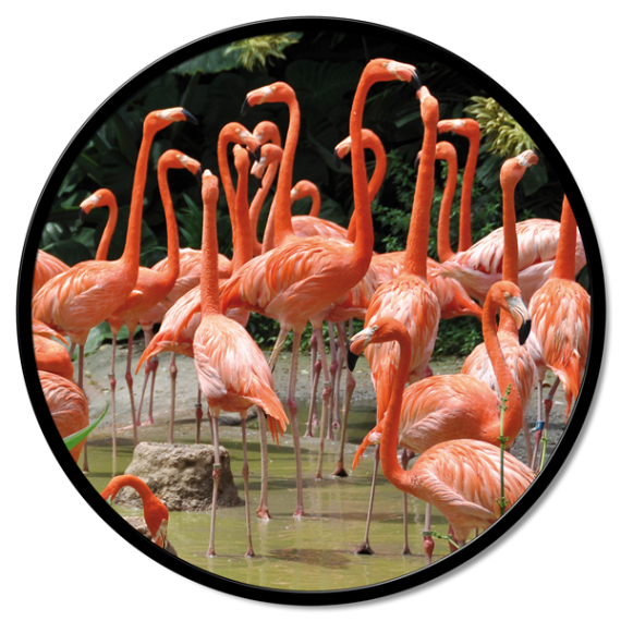 Square round panel Flamingo Pintdecor